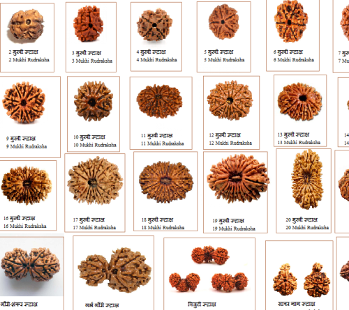 Type of ridraksha (1)